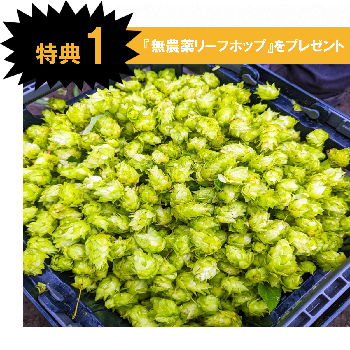 特典1（無農薬リーフホップ）